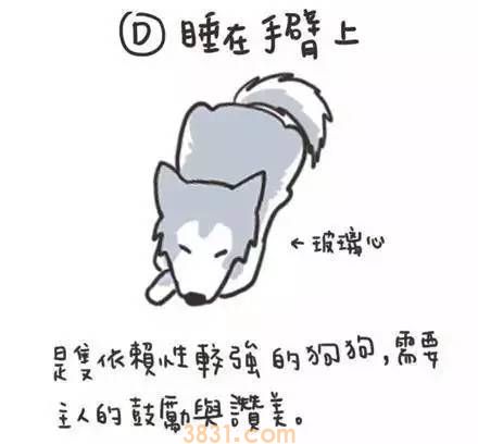 狗狗睡姿代表什么意思 快去观察你家狗狗!(图2)