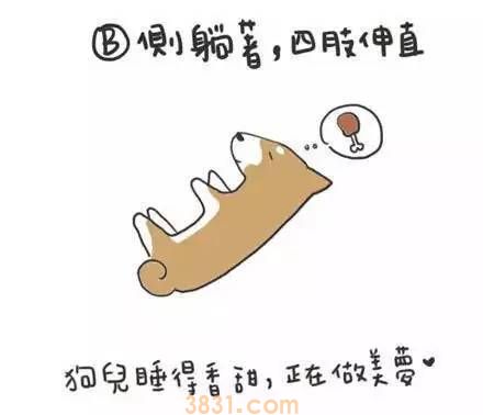 狗狗睡姿代表什么意思 快去观察你家狗狗!(图4)