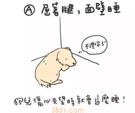 狗狗睡姿代表什么意思 快去观察你家狗狗!(图5)