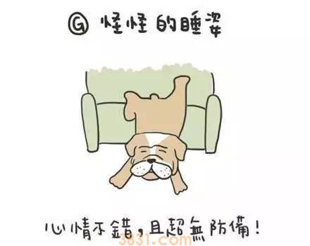 狗狗睡姿代表什么意思 快去观察你家狗狗!(图6)