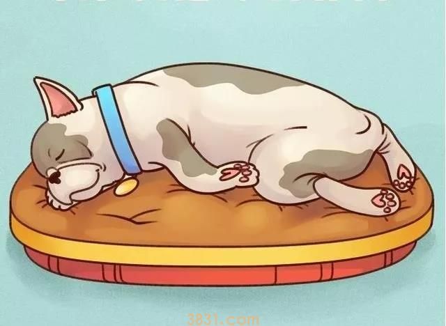 狗狗睡姿代表什么图解 原来睡姿还有这么多讲究!(图5)