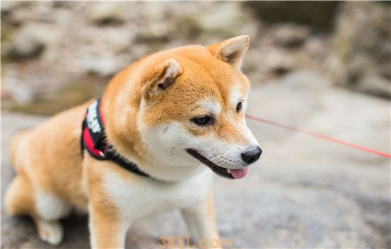 柴犬是土狗吗 为啥地位和中国田园犬差这么多(图1)