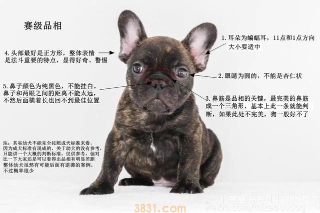 生活欺骗了贾乃亮 连卖狗的也欺骗贾乃亮...(图5)