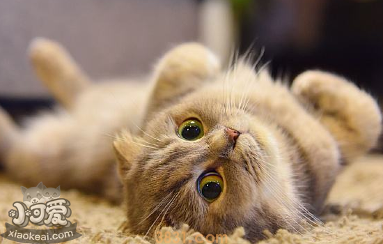 2个月小猫能喝酸奶吗 喝多了酸奶有害吗(图2)