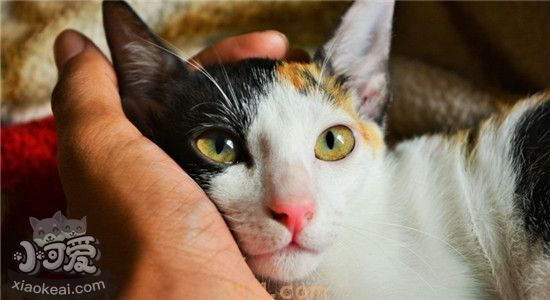 怎样正确给猫咪清理耳朵 给猫咪清理耳螨要注意什么(图1)