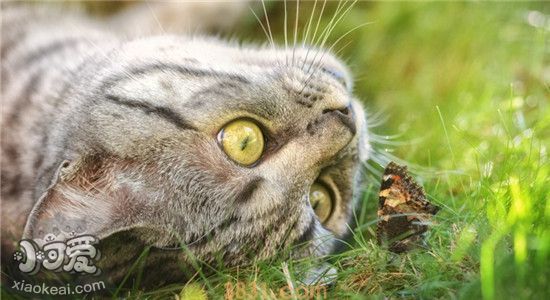 怎样正确给猫咪清理耳朵 给猫咪清理耳螨要注意什么(图2)