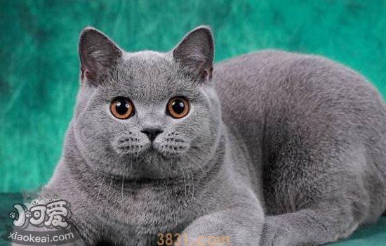 英国短毛猫怀孕是否可以吃海鱼 猫怀孕适合吃什么(图1)