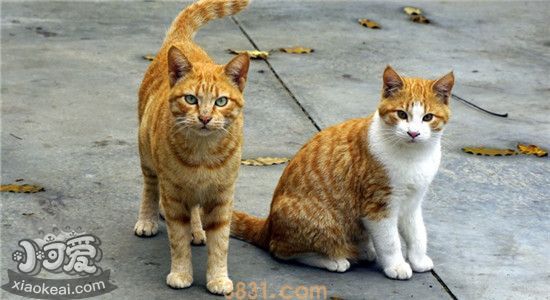 猫咪感染耳螨怎么办 猫咪感染了耳螨有什么症状(图2)
