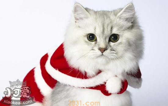 褴褛猫生产前要准备哪些东西 褴褛猫生产前有什么征兆(图1)