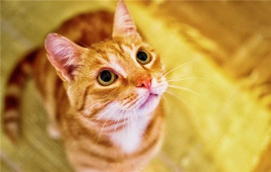 猫咪耳螨是什么东西 耳朵里黑色的东西就是耳螨吗(图1)