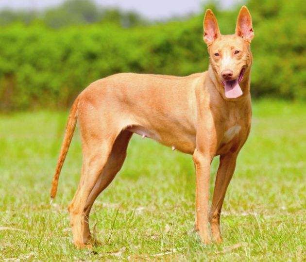 已存在至少五千年的古老犬种—法老王猎犬(图3)