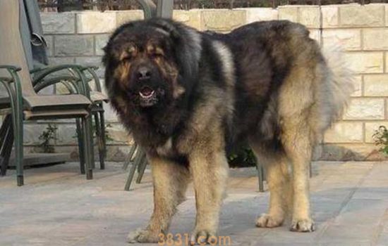 世界十大禁养犬 竟有狗在战斗的时候没有痛感!(图2)