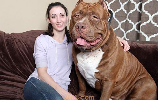 世界十大禁养犬 竟有狗在战斗的时候没有痛感!(图3)