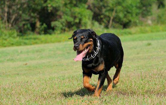 世界十大禁养猛犬排行榜 有一种连人都吃!(图1)