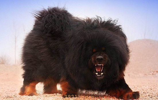 世界十大禁养猛犬排行榜 有一种连人都吃!(图2)