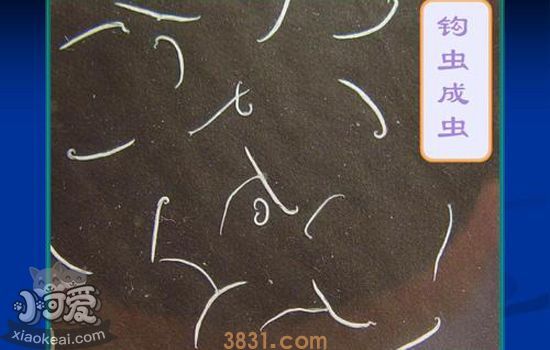 猫体内寄生虫有哪些 猫咪体内寄生虫一览(图1)