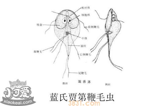 猫体内寄生虫有哪些 猫咪体内寄生虫一览(图4)