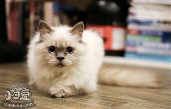 猫咪泪痕产生的原因是什么 有什么办法可以解决吗(图1)