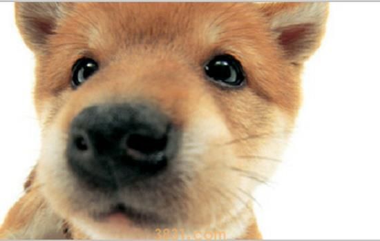 打狗队捕的狗送到哪里 一定要给狗狗办理犬证哦!(图1)