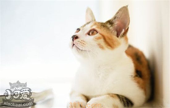猫咪中暑的症状有哪些 猫咪中暑该怎么(图2)