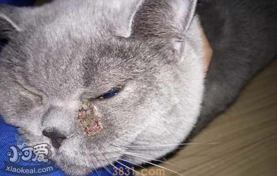 英国短毛猫得了猫藓怎么办 有什么要注意的(图1)