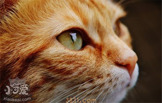 猫的胡子有什么用 千万不要随意剪掉猫咪的胡须(图1)