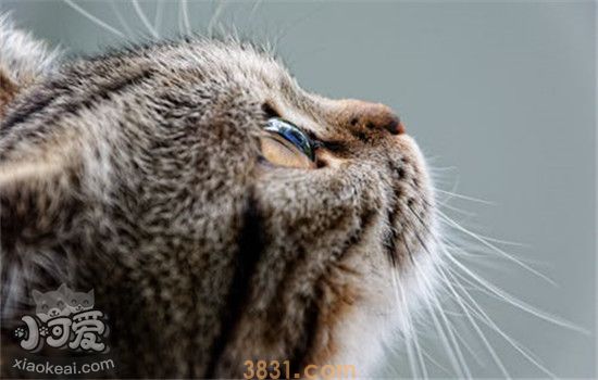 猫的胡子有什么用 千万不要随意剪掉猫咪的胡须(图2)