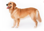 威海养犬登记证怎么办 快为你家狗子办一张合法身份证吧(图4)
