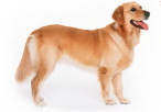 威海养犬登记证怎么办 快为你家狗子办一张合法身份证吧(图3)