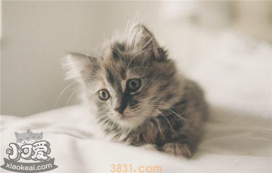 猫掉毛严重怎么办 如何去除衣服上的猫毛(图1)