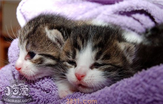猫掉毛严重怎么办 如何去除衣服上的猫毛(图2)