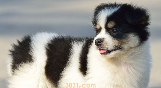 怎么选择雪纳瑞犬? 教你挑选健康的雪纳瑞(图1)
