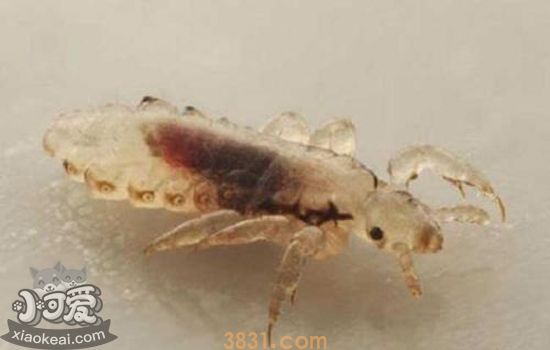 猫体外有什么寄生虫 体外寄生虫的种类(图4)