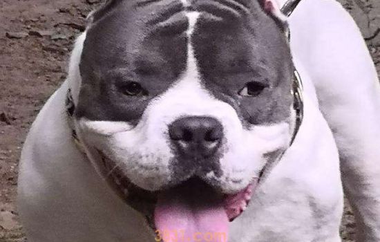恶霸犬多少钱一只  普通、带血统、赛级的价格一览(图1)