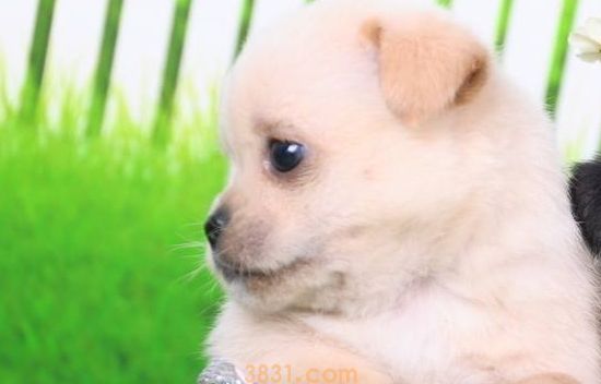 泰迪多少钱一只? 细说各种泰迪市场价(图1)