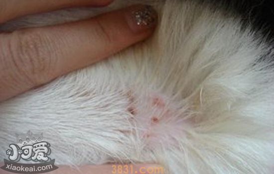 猫体外体外寄生虫症状 从症状来分辨患了什么寄生虫(图3)