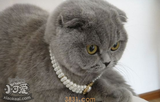 猫免疫缺陷综合症 猫免疫缺陷主人需要弄清楚!(图1)