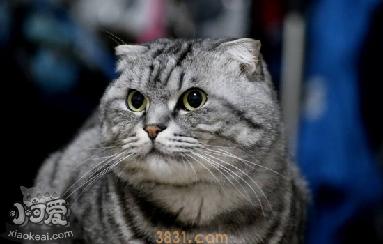 猫免疫缺陷综合症 猫免疫缺陷主人需要弄清楚!(图2)