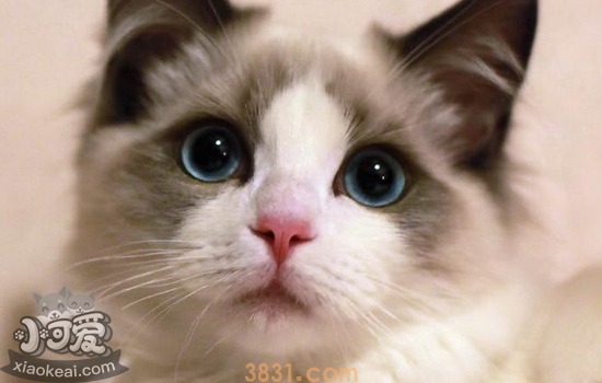 布偶猫皮肤病怎么治 布偶猫患皮肤病的注意事项(图1)