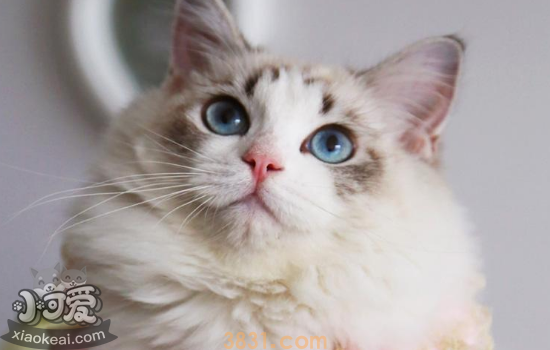 布偶猫皮肤病怎么治 布偶猫患皮肤病的注意事项(图2)