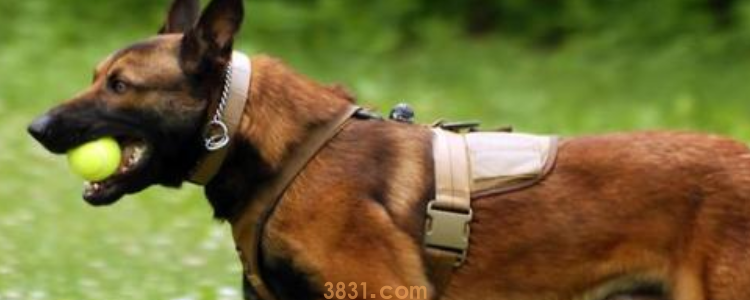 马犬记仇吗 对马犬的教育不要打骂!(图1)