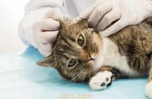 猫咪耳螨要怎么处理 猫咪耳螨需要及时清理!(图2)