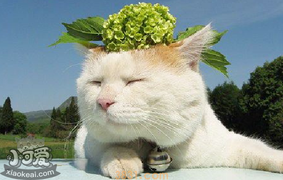 猫咪呕吐的常见原因 猫咪呕吐原因大解密(图1)