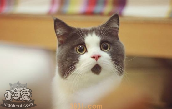 猫咪呕吐的常见原因 猫咪呕吐原因大解密(图2)