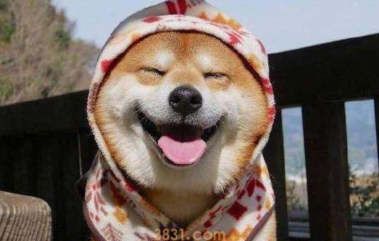 柴犬多少钱一只幼崽 购买柴犬的注意事项(图1)