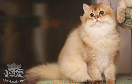 长毛猫夏天需要剪毛吗 长毛猫夏季剃毛你知道怎么做吗?(图1)