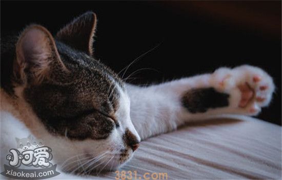 给猫剃脚毛有什么好处 以下几点你知道了吗(图1)
