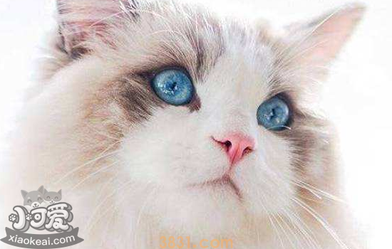 猫咪贫血怎么办 猫贫血该如何治疗(图2)