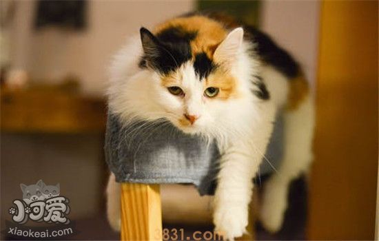 猫为什么爱推掉东西 是因为猫咪手贱吗(图1)