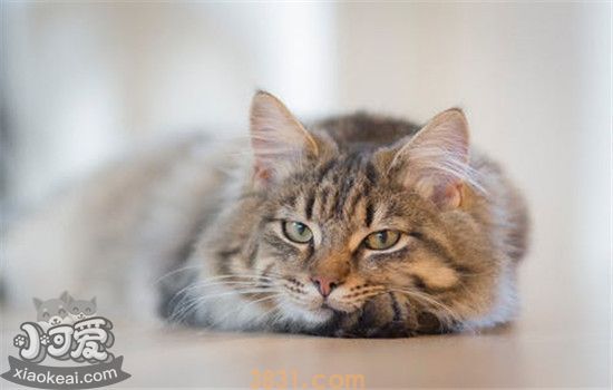驱蚊产品对猫的危害 远离菊酯类驱蚊产品(图1)